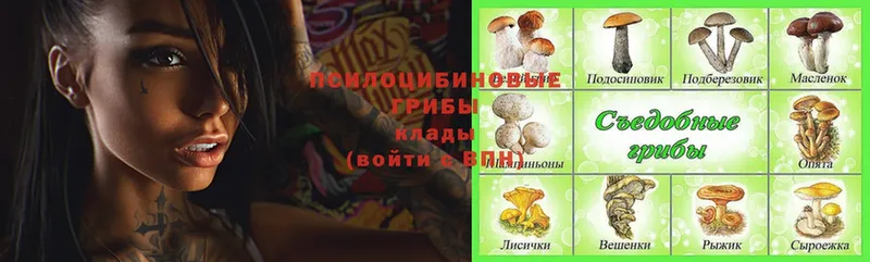 omg ссылки  Валдай  Псилоцибиновые грибы Magic Shrooms 